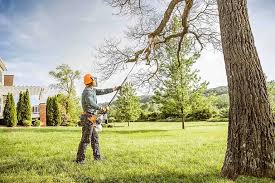 Professional Tree Care in Mattydale, NY